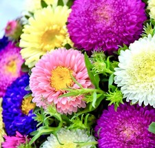 Aster duchess double flower - aster,