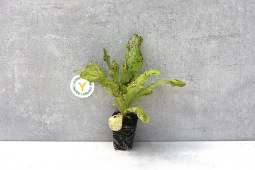 Lettuce flashy butter oak - 'flashy, oak'