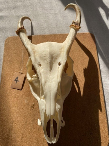 Real reeves muntjac - real,