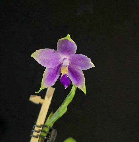 Phalaenopsis violacea indigo - violacea,