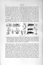 Original Old Antique Print Natural History 1896 Inmates Hive Bee Queen Insects