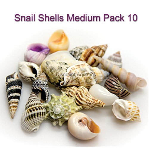 Natural snail shells saltwater - natural,