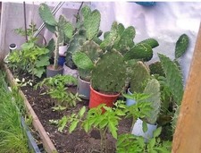 Opuntia INDICA Prickly Pear