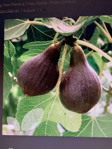 Brown turkey fig ficus - -ficus, carica