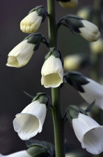 Digitalis Snow Thimble |