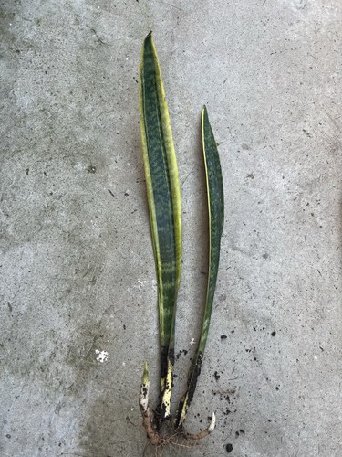2pcs snake plant golden - 2pcs, 15”