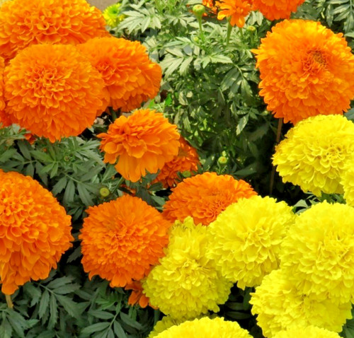 120x african marigold spun mix - spun,