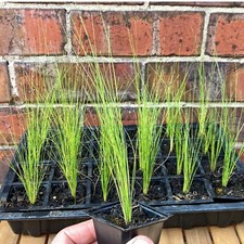 Feather Grass / Pony Tails Grass / Stipa Tenuissma ready to plant
