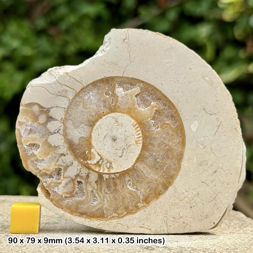 Somerset polished ammonite - somerset,
