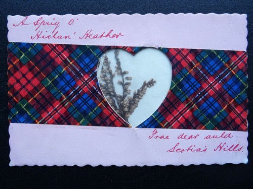 Scotland sprig hielan - sprig,