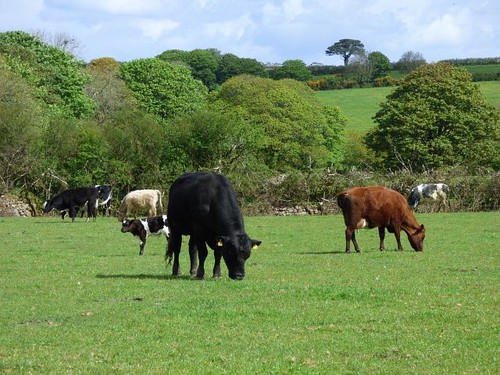 Photo 6x4 pasture - pasture,, crowan