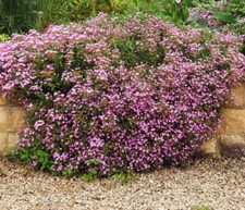 6 x medium PLUGS Saponaria