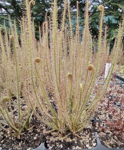 Drosera filiformis - drosera,