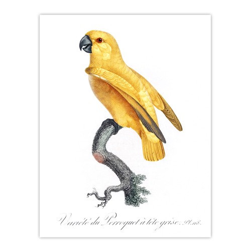 Lutino senegal parrot francois - parrot,