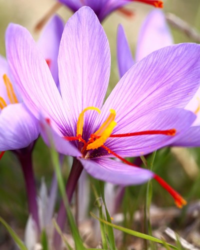 15xcrocus sativus bulbs - 15xcrocus, 10cm+