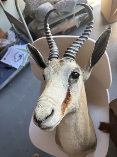 African springbuck antelope - springbuck,