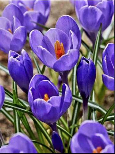 Aqua crocus bulbs - 25, x