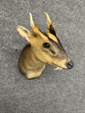 Muntjac Deer Taxidermy Malform Shoulder Mount