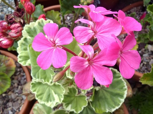 Pelargonium petals - “petals”,