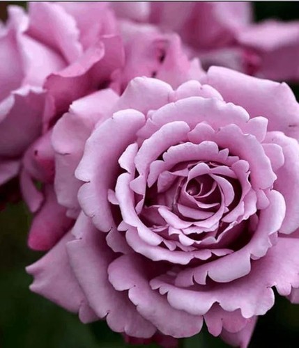 Lilac purple mauve colour - lilac,