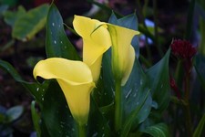 Zantedeschia elliottiana Calla Lily 9cm Pot Reliably hardy UK zone 9 gardens