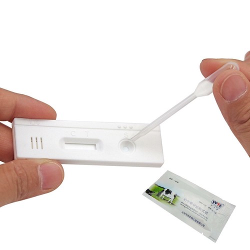 Pregnancy test paper cow - pregnancy,