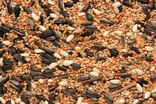 SkyGold Cockatiel & Parakeet