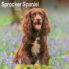 Sprocker Spaniel Calendar 2026
