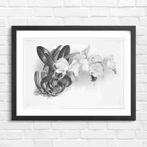 Vintage orchid botanical - vintage,