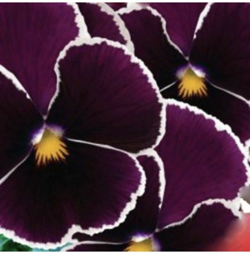 Viola pansy 50 - pansy,