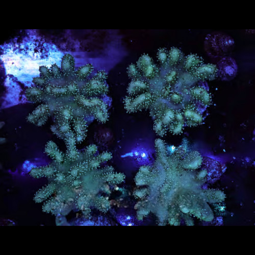 Green devil hand colony - green,