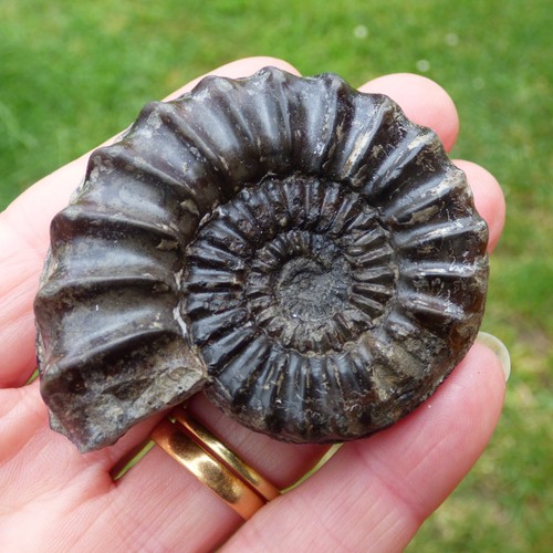 Jurassic fossil ammonite - jurassic,