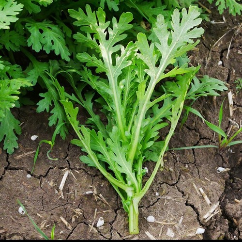 Medium leaf chrysanthemum - medium-leaf,