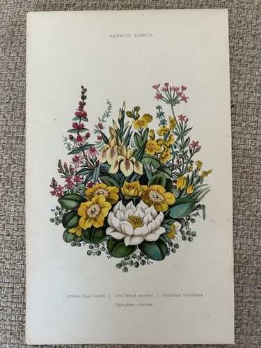 Aquatic plants antique - aquatic,