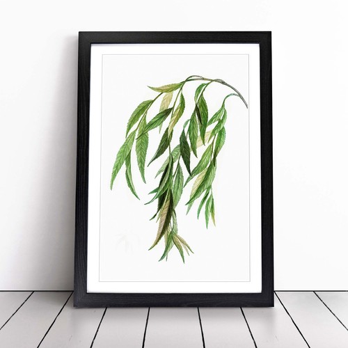 Weeping willow tree - weeping, branch