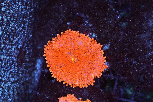 Magma ricordea yuma mushroom - ricordea,
