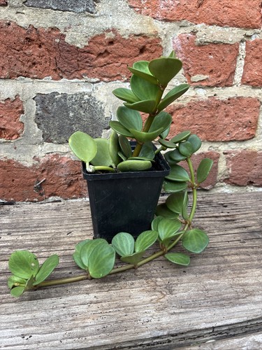 Peperomia hope succulent in - 'hope',