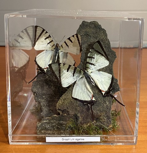 Graphium agetes - a1,