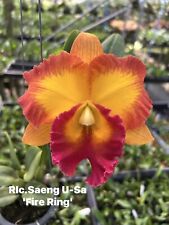 Rare Cattleya / Rlc. Saeng U-Sa 'Fire Ring' orchid plant  FS