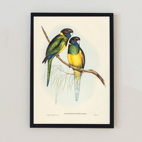 Parrots vintage bird - parrots,