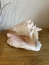 Natural Queen Conch Shell Beautiful Conchology Collector Piece 14x25x18cm