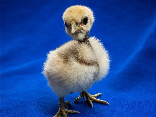 Silkie hatching eggs - hatching,