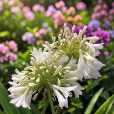 Agapanthus in 3L Pot - Hardy