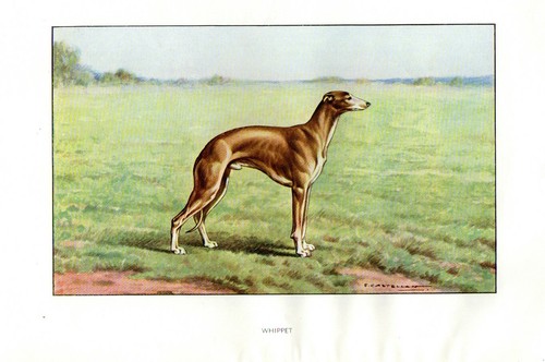 1900 dog greyhound whippet - dog,