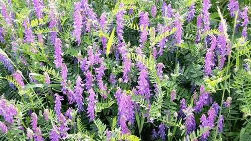 Pounds hairy vetch seeds for - hairy,