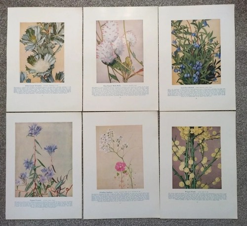 Australia wild flowers - 6,