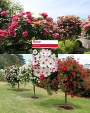 Ballerina Rose Tree Root Wrapped