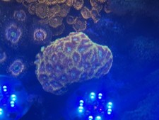 JF Gold Rush Favia LPs Coral