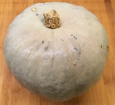 Winter Squash Crown Prince F1