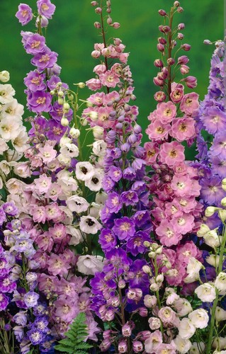 Delphinium mixed plug plants - delphinium,
